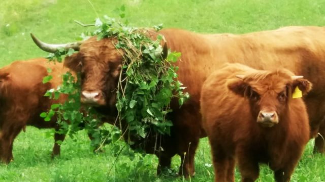 Appennino Natura di Lorenzo Vaccari